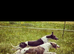 3/4 whippet 1/4 collie