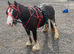 11.2 2 year old to make 12.3 filly