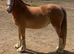SILVER BAY DAPPLE FILLY