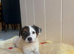 Jack Russel puppies looking for a loving home