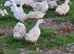 14 month old Cherry valley Female ducks