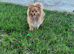 Orange pomeranian female