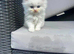 Scottish fold x Persian babies