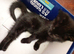 Gorgeous kittens looking for their forever home