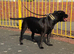 Staffordshire Bullterrier Puppies