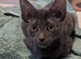 Preloved Russian blue kittens
