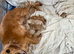 Cockerpoo puppies