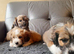 Lhasa-chon puppies for sale