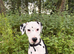Dalmation dog