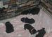 STUNNING LARGE ROTTWEILER PUPPIES - 6 GIRLS & 5 BOYS