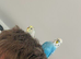Two female budgies