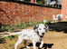 10 week old male Dalmation puppy