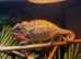 Male nosy mitsio chameleon