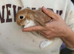 1 mini lop baby
