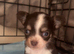 chihuahua puppies