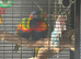 2 lovely rainbow lorikeets and cadge