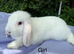 Mini lop babies for sale
