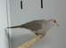 Diamond dove