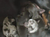 Dachshund puppys