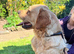 Beautiful fun loving golden retriever looking for his forever home