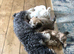Maltipoo puppies