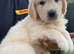 Last puppy American Line Golden Retriever