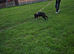Female German shepherd