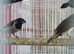 Black-faced Munia