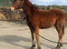 Yearling Irish Sports Horse filly to make 16hh minimum