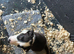 super border collies merles and black and whitd