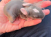 CONTINENTAL GIANT BABIES - AVAILABLE TO RESERVE