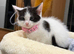 Female kitten