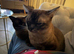 Two Asian sisters, blue, 5 years old need rehoming