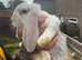 Giant French lops