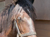 Friesian x cob