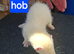 Albino ferret