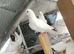 Pigeon for sale