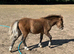 Refined Pure Falabella Colt
