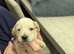 Gorgeous Cockapoo puppies