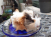2 baby sows
