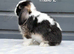 Stunning pure bred mini lop rabbits LAST ONE