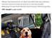 Dog car hammock and medical suit (large)