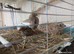 Coutrix Quail - silver and beige fleck /yellow male and 3 hens in natural colours £34 all 4 weeks old now