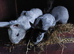 Argente Bleu & Noir buck and doe babies for sale