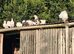 Homebred young Garden Fantail Pigeons/Doves