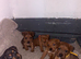 Lakeland terrier pups