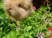 Angora buck