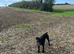 18 month old Patterdale Terrier