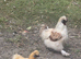 Silky Pair
