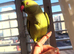 Baby green ring neck talking Parrot